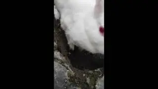 Rabbit enjoying his work :)