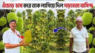 “এঁচোড় চাষে কোটিপতি! গড়বেতার কৃষকের সাফল্যের গল্প | Jackfruit Cultivation Success Story”