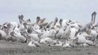 Birds World #birdwatching #birds #birdwatch #animals #birdworld #bird #animallife #birdlife #travel 
