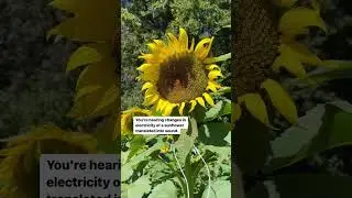 Let&rsquo;s listen to sunflower music with a PlantWave plant music device