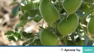 Aprovia Top in Chickpeas