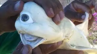 CYCLOPS SHARK WITH ONE EYE