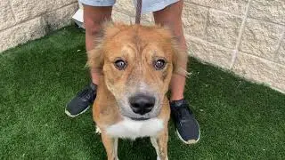 Meet Christian at Rockwall Adoption Center