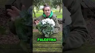 Tutto sul Ciclamino: Origini, Variet&agrave; e Cure | GUARDA IL VIDEO COMPLETO