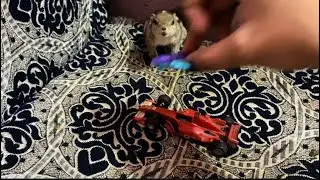 Cute squirrel play time🐿️❤️ #ytvideo #babysquirrel  #squirrelplaying #petlover #funnypets 