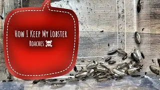 How to care lobster roaches in hindi || feeding insect ||
