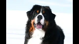 Sully - a stunning Bernese Mountain dog from SwissRidge.