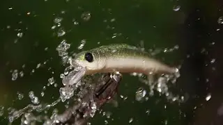 Hungarian Fishing Lures - Wobbler Bemutató Kisfilm