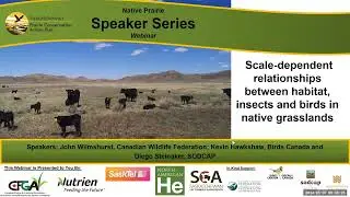 Scale-dependent relationships between habitat, insects and birds in native grasslands
