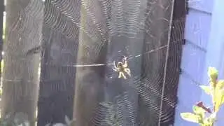 Cross Orbweaver
