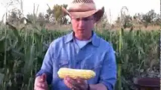 How to shuck corn quickly and easily