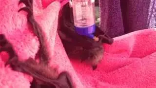 Cute orphaned baby bats play in the sun