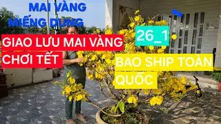 0366 048 123 MAI VÀNG MIẾNG DUNG GIAO LƯU MAI VÀNG CHƠI TẾT