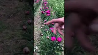 Cultivo de Peonias