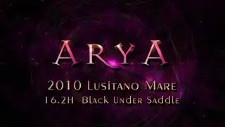 ARYA - Andalusian-Lusitano Black Dressage Mare