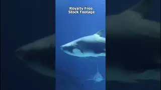 Can Fish Drown? 🐟