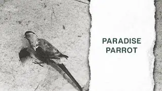 The Paradise Parrot