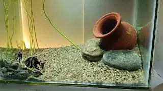 A peaceful angelfish tank..