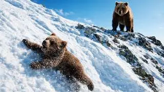 Медведица не могла спасти медвежонка! Но посмотрите кто пришёл на помощь!