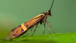 Photos From Big World of Small Creatures. Part 33. Insects, spiders, etc.