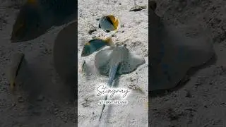 STINGRAY AT FIRST SPLASH! #blue-spottedstingray #ocean #scubadiving #travel #redsea