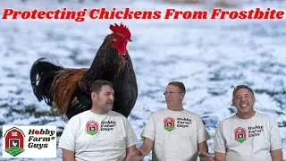 Protect Your Chickens From Frostbite! - PLUS: A Viewer Asks About Egg Storage