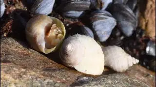 Scoil na Mara | Episode 1 | Seashore exploration