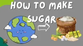 The Sweet Journey of Sugarcane: From Field to Crystal | EarthRawGift