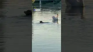 Curiosity gone wrong for this pup 😂🦢🐶