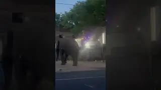 Tragedy on the Tracks: Wild Elephant Hit by Train in Sri LankaElephants on the road #elephant
