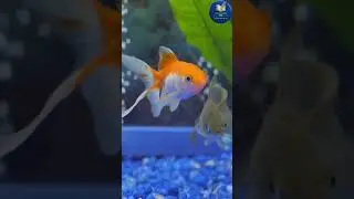 My Gold Fish | 3rd STD | English #librare
