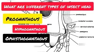 Type of Insect Head