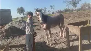 Beautiful horse power || Horse videos 🐎December 31, 2025
