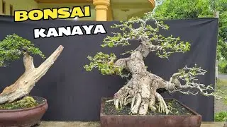 Cek Harga Di Kanaya Bonsai