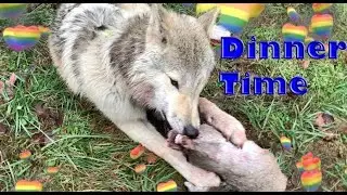 Feeding Your Wolf Dogs & Where To Get Free Food That Keep Those Puppies Healthy & Happy What & How