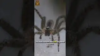 California Turret Spider Secrets #californiaspider