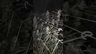 sour cookies,old school purple,bubba Kush and rainbow zangria