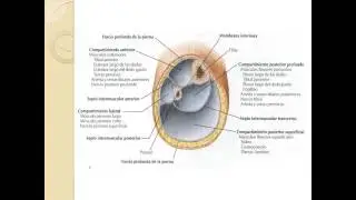 fascia profunda