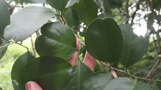 Árvore limazinho de fazer sabão 