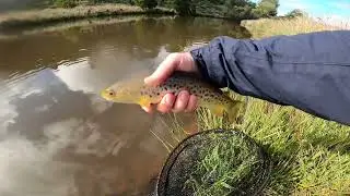 How to Spring time Fly fishing Tail waters . Brown Trout feeding on emerging patterns. Spring Ep 1.