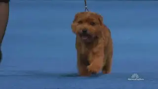 National Dog Show 2025: Handlers prepare for Thanksgiving tradition