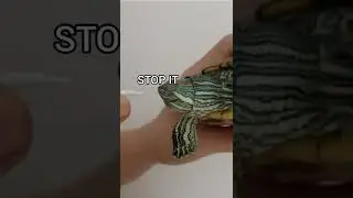 When I Take Care My Sick Turtle.. #shorts #cuteturtle #sickturtle #puffyteam