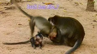 Nearly Die Poorest Baby Alba Got Deeply Fight Provide By Evil Mum Anna | Alba Anissa Cry So Loudly