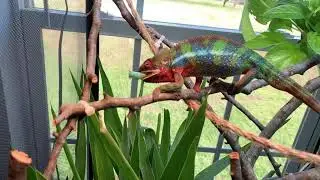 Panther Chameleon Eating Hornworm (Slow Motion)