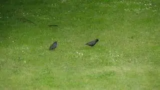 Un oiseau qui donne la becqu&eacute;e
