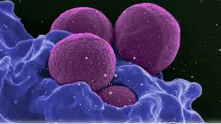 How Your Immune System Directly Ignites Blood Clots