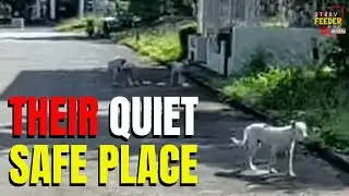 Back to one of the quiet places where our strays find sanctuary.
