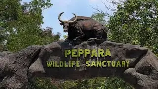 PEPPARA WILDLIFE #Peppara _Dam