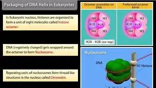 📘 Class 12 Biology &ndash; Molecular Basis of Inheritance Part II