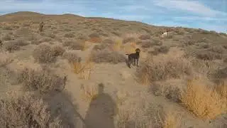 Higgins Gun Dog (HGD) Ruger.